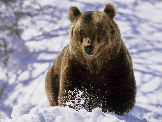 U švajcarskim Alpima ubijen medved